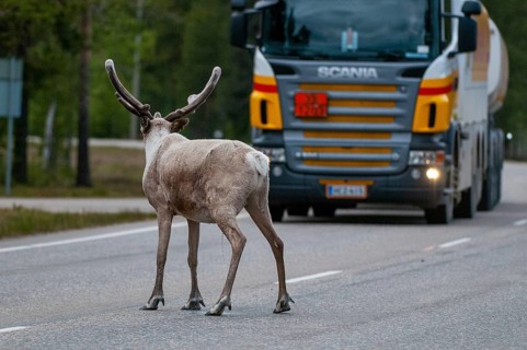Artiodactyla, even-toed ungulate, Finland, cloven-hoofed, rangifer tarandus, reindeer, mammals,