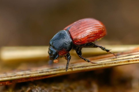 Aphodius cf. fimetarius, aphodius fimetarius, dung beetle, common dung beetle, red-winged dung