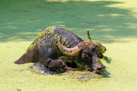 Two water buffalo (Bubalus bubalis) are swimming in a pond covered with duckweed (Lemnoideae).