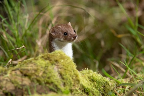 Carnivora, least weasel, mouse weasel, mustela nivalis, predators, mammals, raptors, mammals