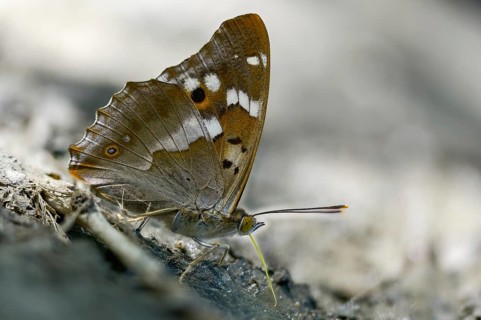 Apatura ilia, small Schiller butterfly, Lesser purple emperor, butterfly, insects, butterflies,