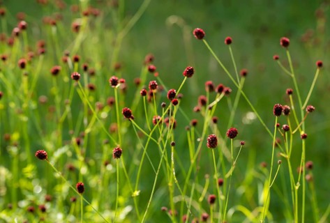Large meadow button, rosaceae, rose family, sanguisorba officinalis, meadow button, flora, great