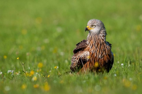 Accipitriformes, Milan, Milvus Milvus, Red Kite, Red Kite, Birds of Prey, Raptor, Raptors, Bird