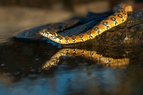 Natrix Maura, viperine snake, viper snake, critters, extremadura, reptilia, reptiles, snakes,