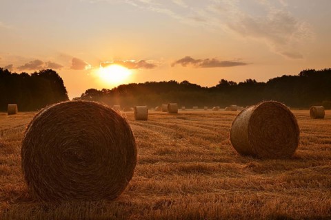 Straw bales on a stubble field at sunrise, Hamm, North Rhine-Westphalia, Germany