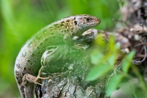 Lacerta agilis, sand lizard, critters, lizards, lizards, lizards, lizards, reptilia, reptiles,
