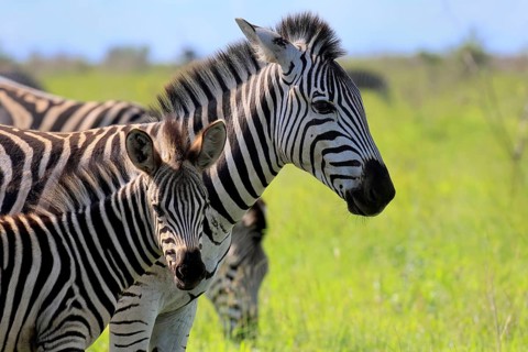Burchell's zebra (Equus quagga burchelli), Burchell's zebra, adult, female, young, mother, social