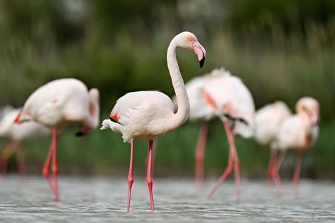 A group of greater flamingos (Phoenicopterus roseus), standing in the water, Camargue Regional