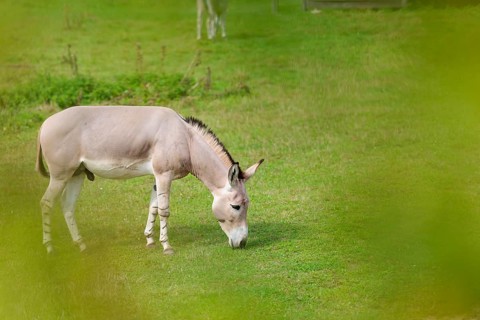 A male Somali wild ass, Equus africanus somaliensis, stands in a green meadow. Somalia, Somaliland,