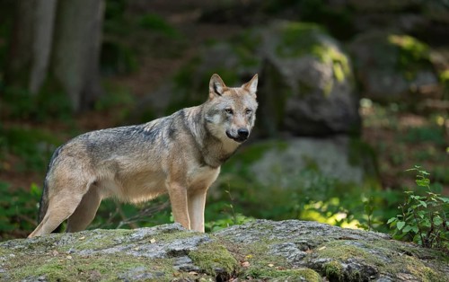 Wolf (Canis lupus) standing on a moss-covered rock and looking attentively, captive, Bavarian