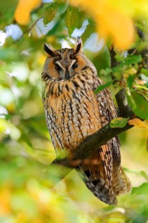 A long-eared owl (Asio otus) perched in a tree in autumn, North Rhine-Westphalia, Germany