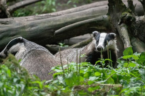 Badgers, carnivora, badgers, European badgers, meles meles, predators, mammals, raptors, mammals