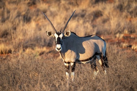Oryx (Oryx gazella), Kalahari Desert, Kgalagadi Transfrontier Park, South Africa