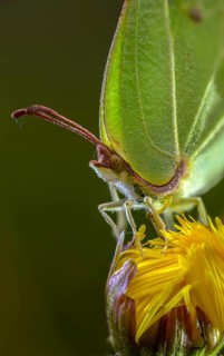 Brimestone, Gonepteryx Rhamni, Butterfly, High Size, Portrait, Insects, Butterflies, Butterflies,