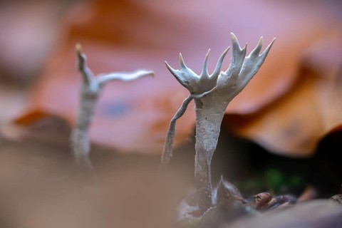 Antler-shaped wooden club, wooden club, xylaria hypoxylon, candlesnuff fungus, candlestick fungus,