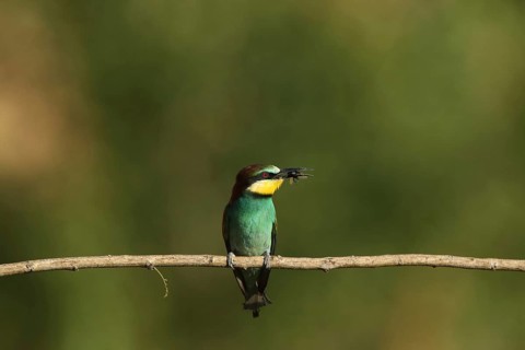 A bee-eater perched on a branch, holding an insect in its beak, bee-eater (Merops apiaster),