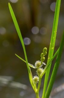 Upright hedgehog flask, sparganium erectum, branched bur-reed, flora, high size, portrait, hedgehog