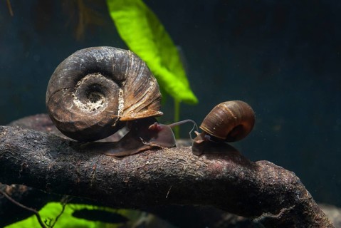 Great Ram's Horn snail, planorbarius corneus, posthorn snail, gastropod, mollusca, snails, molluscs
