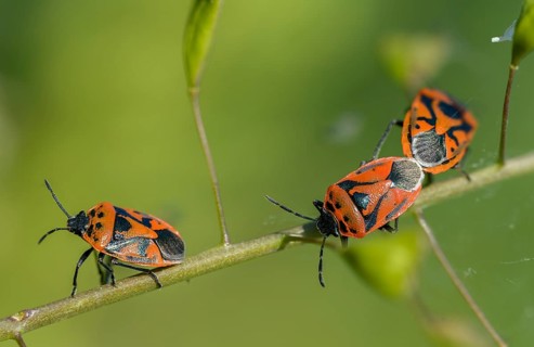 Eurydema ornata, Eurydema ornatum, vegetable bug, heteroptera, pentatomidae, ornamental bug,