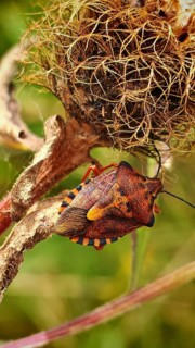 A close-up of a colourful purple fruit bug (Carpocoris pupureipennis) on a withered plant in the