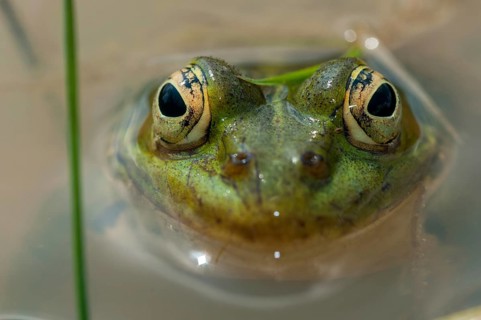 Green frog, pelophylax spec., rana spec., water frog, amphibians, amphibians, frog, frog, frogs,