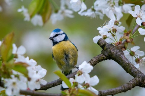 Blue tit, Parus caeruleus, birds, spring, garden, meadow orchard, tit, passeri, songbirds, song