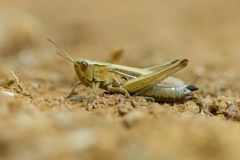 Acrididae, Caelifera, Chorthippus albomarginatus, field locusts, gomphocerinae, grasshoppers,