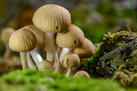 Cluster crumblecap, Drosophila subpapillata, psathyrella hydrophiloides, psathyrella piluliformis,