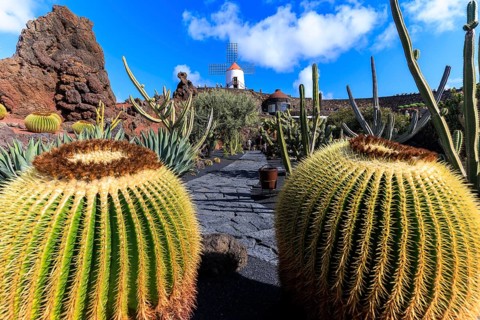 Lanzarote, Canary Islands, Spain, Europe, Cesar Manrique Jardin de Cactus near Guatiza, A path