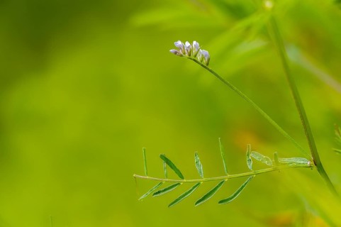 Wild vetch, ervum hirsutum, rough haired vetch, vicia hirsuta, flora, hairy tare, hairy vetch,
