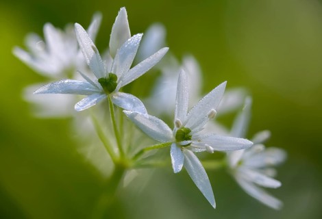 Alliaceae, Allium ursinum, wild garlic, witch onions, garlic spinach, leeks, ramsen garlic, wild