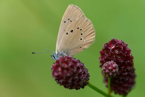 Ant blue, dark meadowbutton ant blue, dusky large blue, glaucopsyche nausithous, maculinea