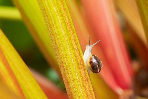 Striped Snail (Cernuella virgata) adult mollusca on a garden Rhubarb vegetable plant stem in