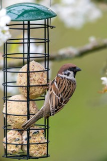 Tree sparrow, Passer Montanus, sparrow, birds, feeding, year-round feeding, high size, portrait