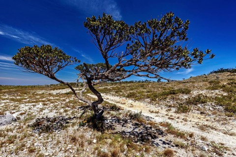 Single tree in open plain under bright blue sky with shadow effects, The thornshrub savanna in the