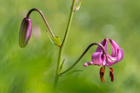 Liliaceae, Lily Family, Lilium Martagon, Turk's Cap Lily, Turkish League Lily, Flora, Martagon