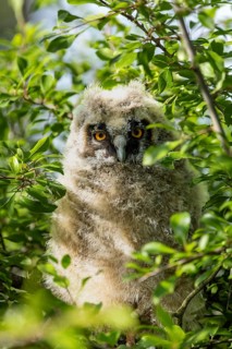 A young owl chick is hiding in the dense green foliage of a tree, long-eared owl (Asio otus), a