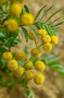 Asteraceae, chrysanthemum vulgare, daisy, tansy, tanacetum vulgare, tansy, wormwort, bitter