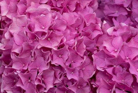 Hydrangea, Hydrangea, North Rhine-Westphalia, Germany