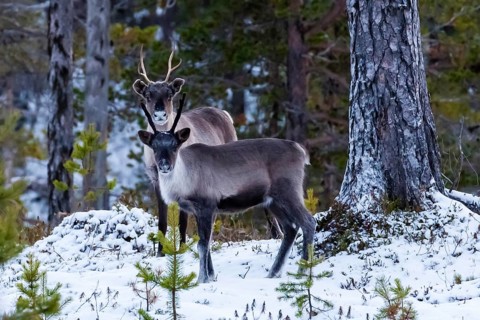 Animals, Mammals, Europe, Finland, Lapland, Reindeer in winter, Reindeer (Rangifer tarandus),