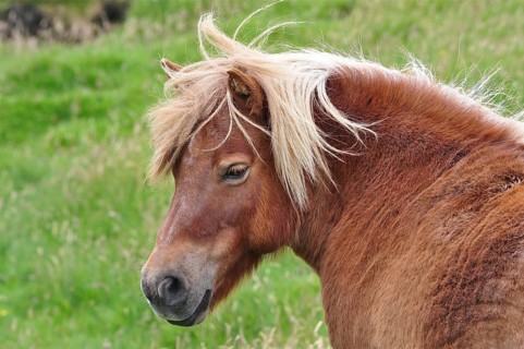 A brown Shetland pony (Equus ferus caballus) with a tousled mane stands in the midst of a green