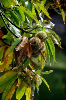 Sweet chestnut (Castanea sativa), autumnal atmosphere, Münsterland, North Rhine-Westphalia, Germany