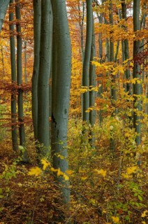 Atmosphere, autumn, tree, beech forest, trees, autumn, high size, portrait, landscape, deciduous