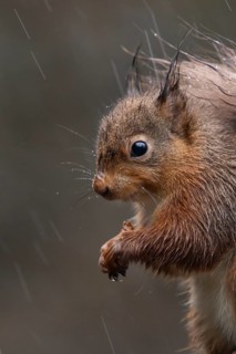 Red squirrel (Sciurus vulgaris) adult animal on a fence soaking wet in a rain storm, England,