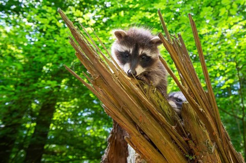 Young raccoon (Procyon lotor) on a discovery tour, Steinhagen, North Rhine-Westphalia, Germany