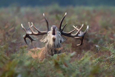 Red deer (Cervus elaphus) adult male stag animal roaring in bracken during the rutting season in