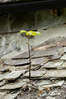 Sycamore tree (Acer pseudoplatanus) young sapling growing out of a church building roof, Wales,