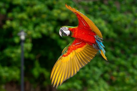 Macaw hybrid parrot, Jomtien, Thailand