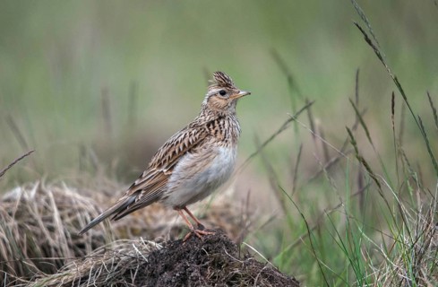 2010, Alauda Arvensis, Brandenburg, skylark, Germany, Nabu, national natural heritage, natural
