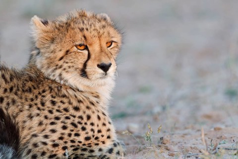 Cheetah (Acinonyx jubatus), young, lying in the dry grassland, looking around, alert, golden